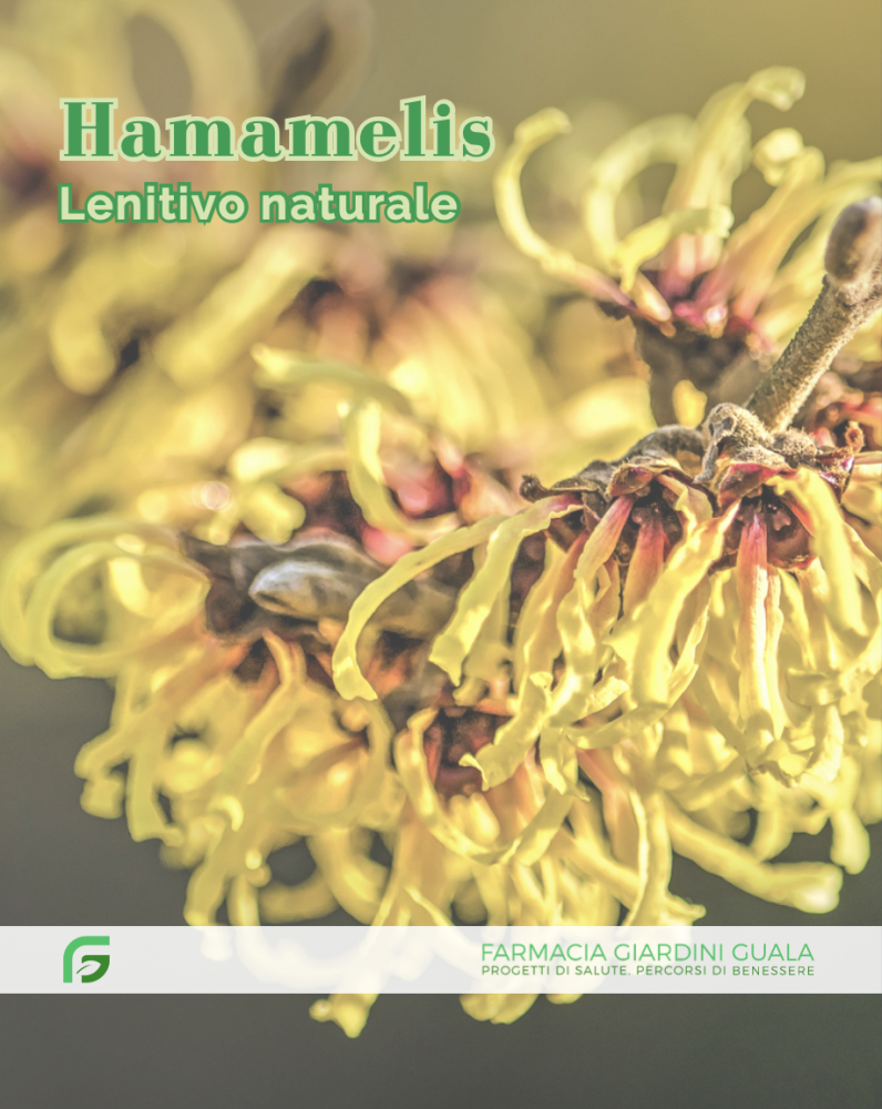 Hamamelis: il rimedio naturale per la pelle sensibile al sole
