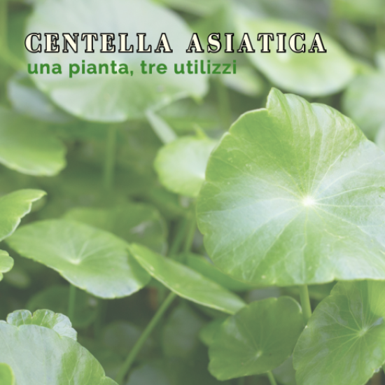 Centella asiatica: una pianta, tre utilizzi